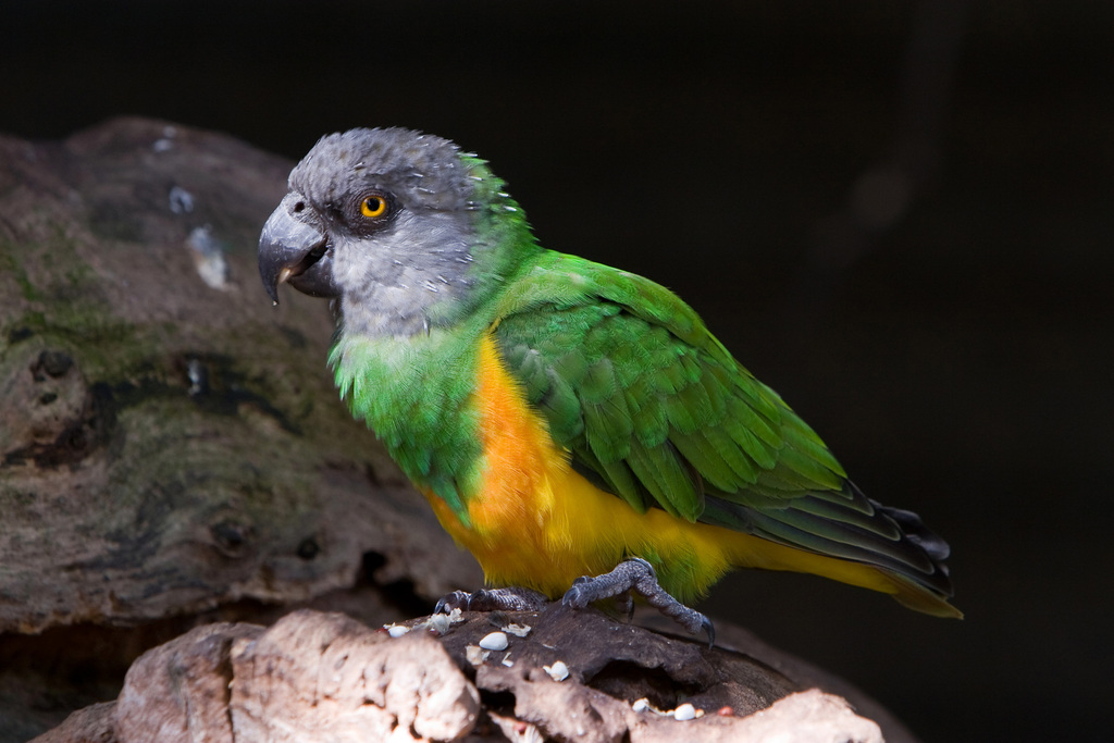 Senegal Parrot (Poicephalus senegalus) photo