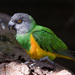 Senegal Parrot - Photo (c) Arjan Haverkamp, some rights reserved (CC BY)