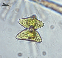 Staurastrum avicula