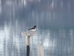 Haematopus ostralegus