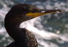 Gulosus aristotelis desmarestii