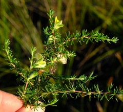 Aspalathus opaca opaca