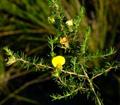 Aspalathus opaca opaca