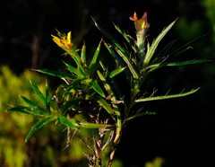 Cullumia aculeata sublanata