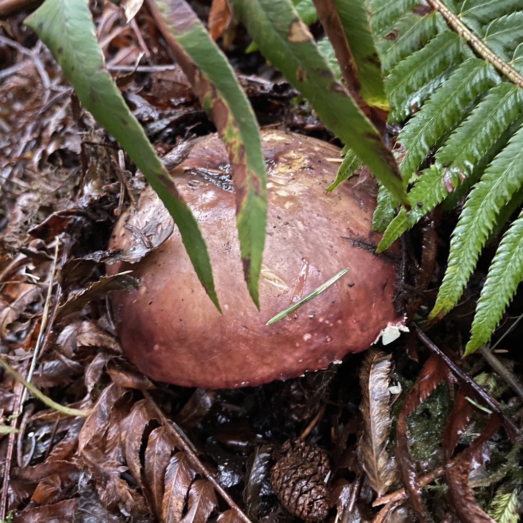 Russula sp. 'Woo29'