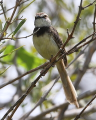 Prinia flavicans