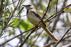 Prinia flavicans