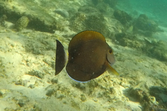 Acanthurus grammoptilus