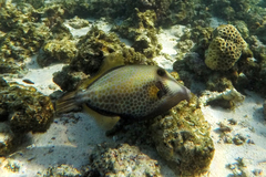 Cantherhines pardalis