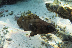 Epinephelus rivulatus
