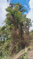 Bactris setulosa