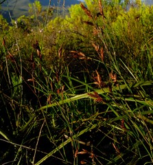 Restio sieberi