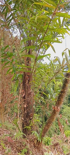 Bactris setulosa, photograph 1