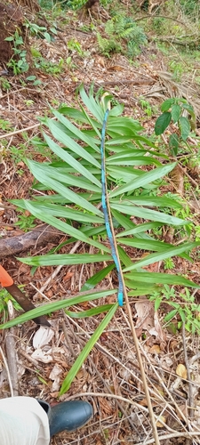 Bactris setulosa, photograph 2