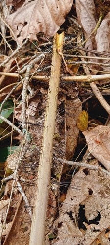 Bactris setulosa, photograph 3