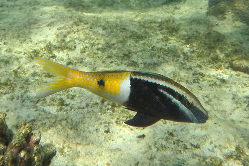 Bicolor goatfish (Parupeneus barberinoides) — Mullidae — 2