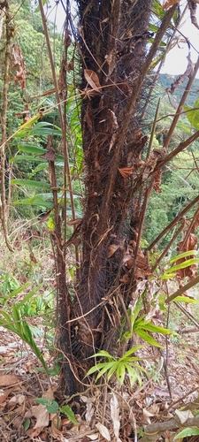 Bactris setulosa, photograph 4