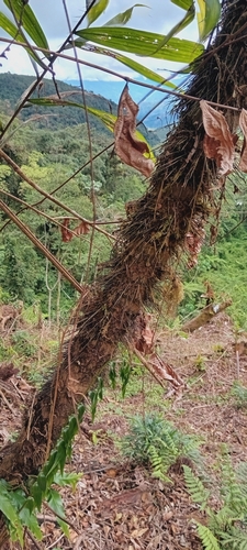 Bactris setulosa, photograph 5