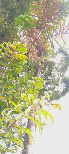 Bactris setulosa, photograph 6
