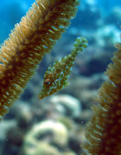 Slender Filefish
