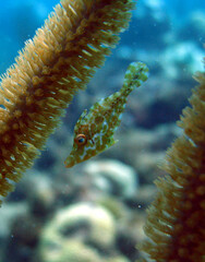 Slender Filefish