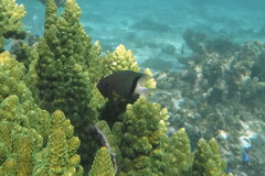 Plectroglyphidodon dickii