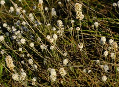 Stoebe phyllostachya