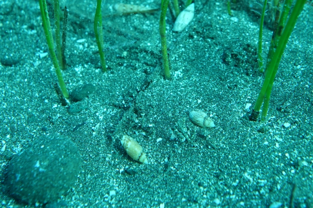 Olivella oteroi