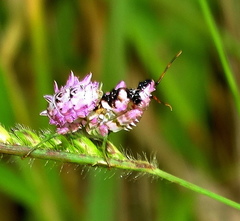 Pseudocreobotra wahlbergi
