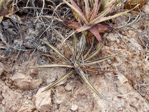 Agave felgeri