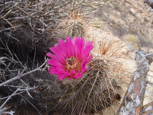Echinocereus llanurensis