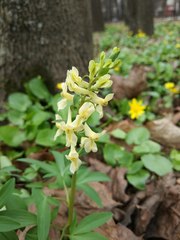 Corydalis cava marschalliana