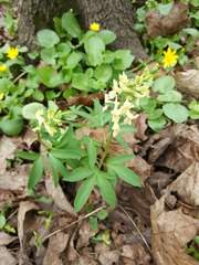Corydalis cava marschalliana