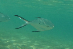 Trachinotus baillonii