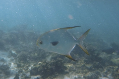 Trachinotus blochii