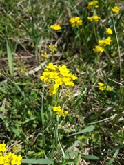 Draba sibirica