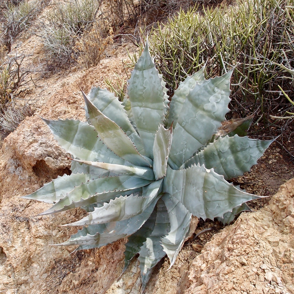 Agave colorata, Bahía San Pedro, Guaymas Municipality, Sonora, Mexico