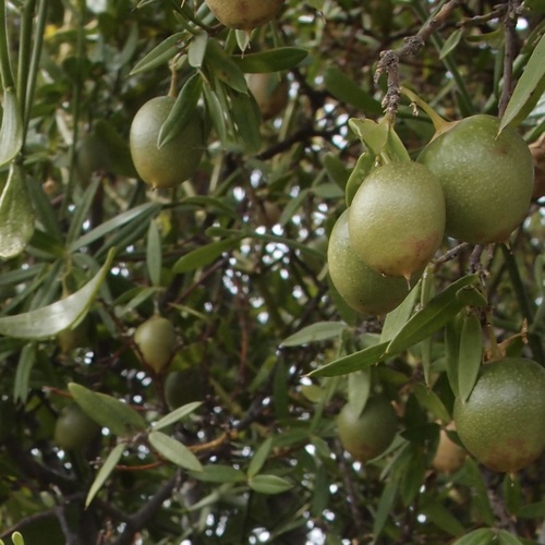 Image of Bonellia macrocarpa by (c) Sue Carnahan, some rights reserved (CC BY)