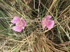 Calochortus striatus
