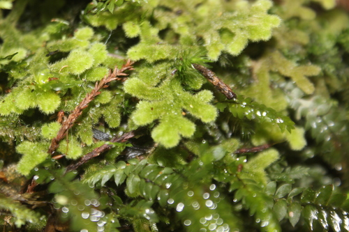 Image of Leiomitra lanata by (c) Joe Dillon, some rights reserved (CC BY)