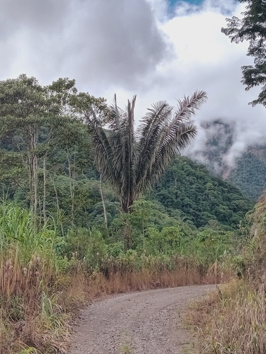Foto de Patauá
