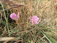Calochortus striatus