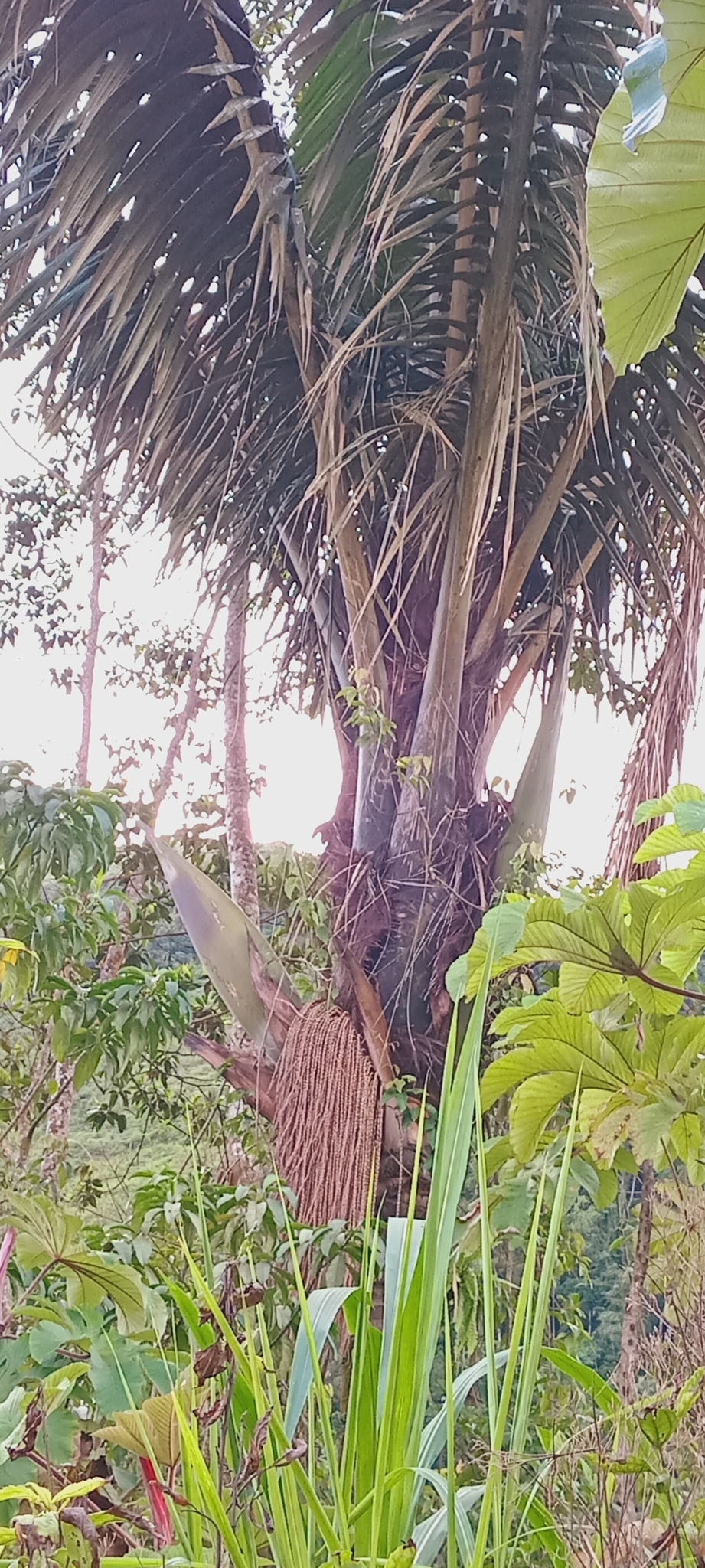 Imagem de Patauá