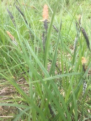 Carex flacca