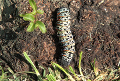 Gonimbrasia belina