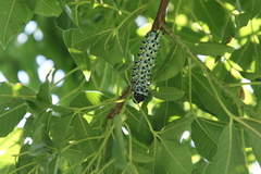 Gonimbrasia belina