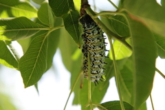 Gonimbrasia belina