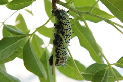 Gonimbrasia belina