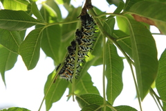 Gonimbrasia belina