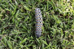 Gonimbrasia belina